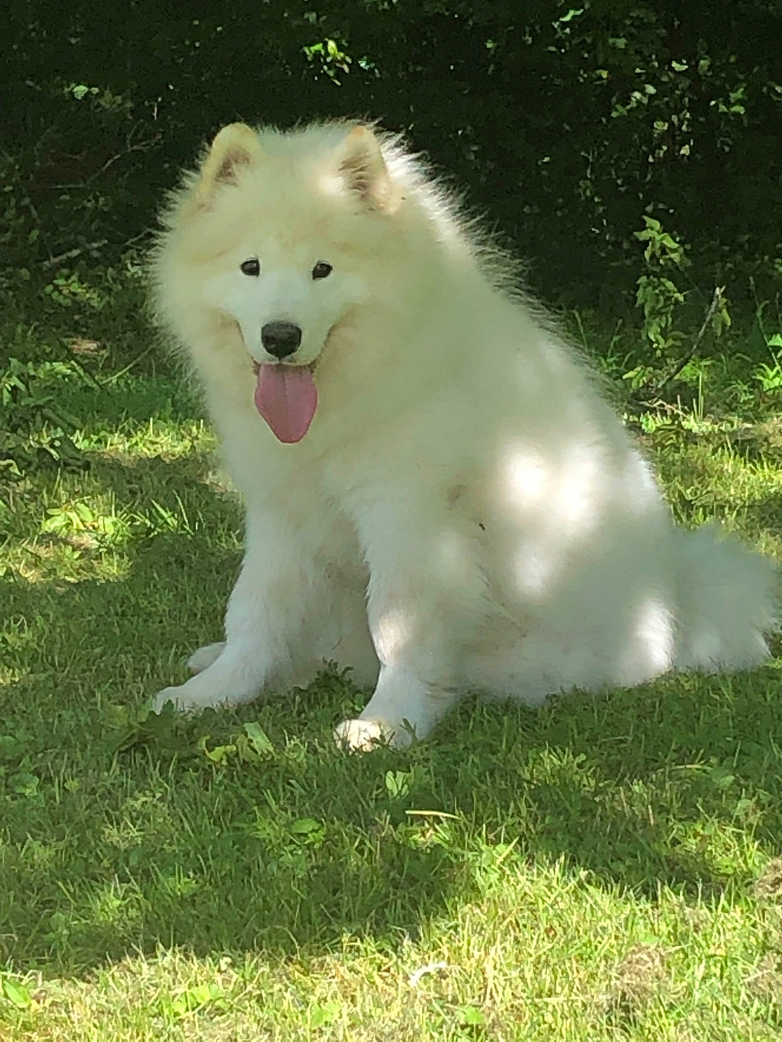 Olaf a rejoint le concours — aidez-le/la à gagner de superbes lots ! american_eskimo_dog, berger_blanc_suisse, canadian_eskimo_dog, canidae, carnivore, companion_dog, dog, dog_breed, german_spitz, german_spitz_klein, german_spitz_mittel, indian_spitz, japanese_spitz, kintamani, mammal, rare_breed_dog, samoyed, spitz, vertebrate, volpino_italiano