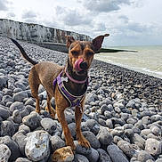 Corinne Godin participe au concours pour gagner de l'argent avec cette photo : dog, beach, rocks, sea, cloudy_sky, cliffs, tongue_out, ear_up, tail_up, harness, outdoor, nature, coast, pet, animal, playful, standing, daytime, landscape, water
