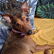 Corinne Godin participe au concours pour gagner de l'argent avec cette photo : animal_print, blanket, brown_fur, close_up, collar, companion, couch, dog, domestic_animal, ears, fur_texture, indoor, leaf_pattern, looking_back, pattern, paw, pet, pillow, relaxed, snout