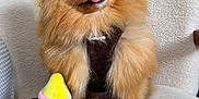Aby participe au concours pour gagner de l'argent avec cette photo : dog, pomeranian, small_dog, fluffy, pet, tongue_out, sitting, plush_toy, toy, harness, indoor, chair, couch, portrait, closeup, brown_fur, cute, pet_accessory, whiskers, soft_texture