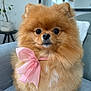 pomeranian, dog, pet, fluffy, pink_bow, bow, fur, close_up, portrait, indoor, couch, sofa, plant, adorable, big_eyes, small_dog, groomed, nose, whiskers, sitting