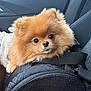 Aby a rejoint le concours — aidez-le/la à gagner de superbes lots ! dog, pomeranian, pet, furry, brown_fur, small_dog, portrait, close_up, car_interior, seat, dog_carrier, black_bag, button_nose, big_eyes, whiskers, fluffy, window, seat_stitching, cute, companion