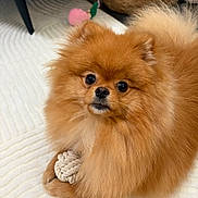 Aby a rejoint le concours — aidez-le/la à gagner de superbes lots ! dog, pomeranian, pet, fluffy, fur, toy, rope_toy, indoor, carpet, closeup, portrait, cute, brown_fur, eyes, nose, paw, small_dog, sitting, living_room, basket