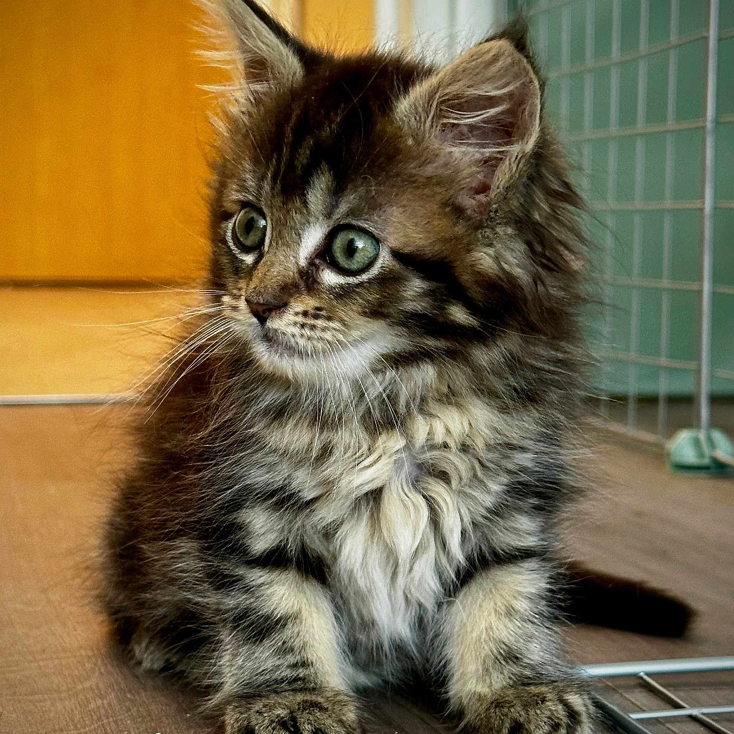 Phénicia a rejoint le concours — aidez-le/la à gagner de superbes lots ! animal, cat, closeup, curious, cute, domestic, ears, feline, floor, fur, furry, indoor, kitten, paws, pet, portrait, sitting, tabby, whiskers, young