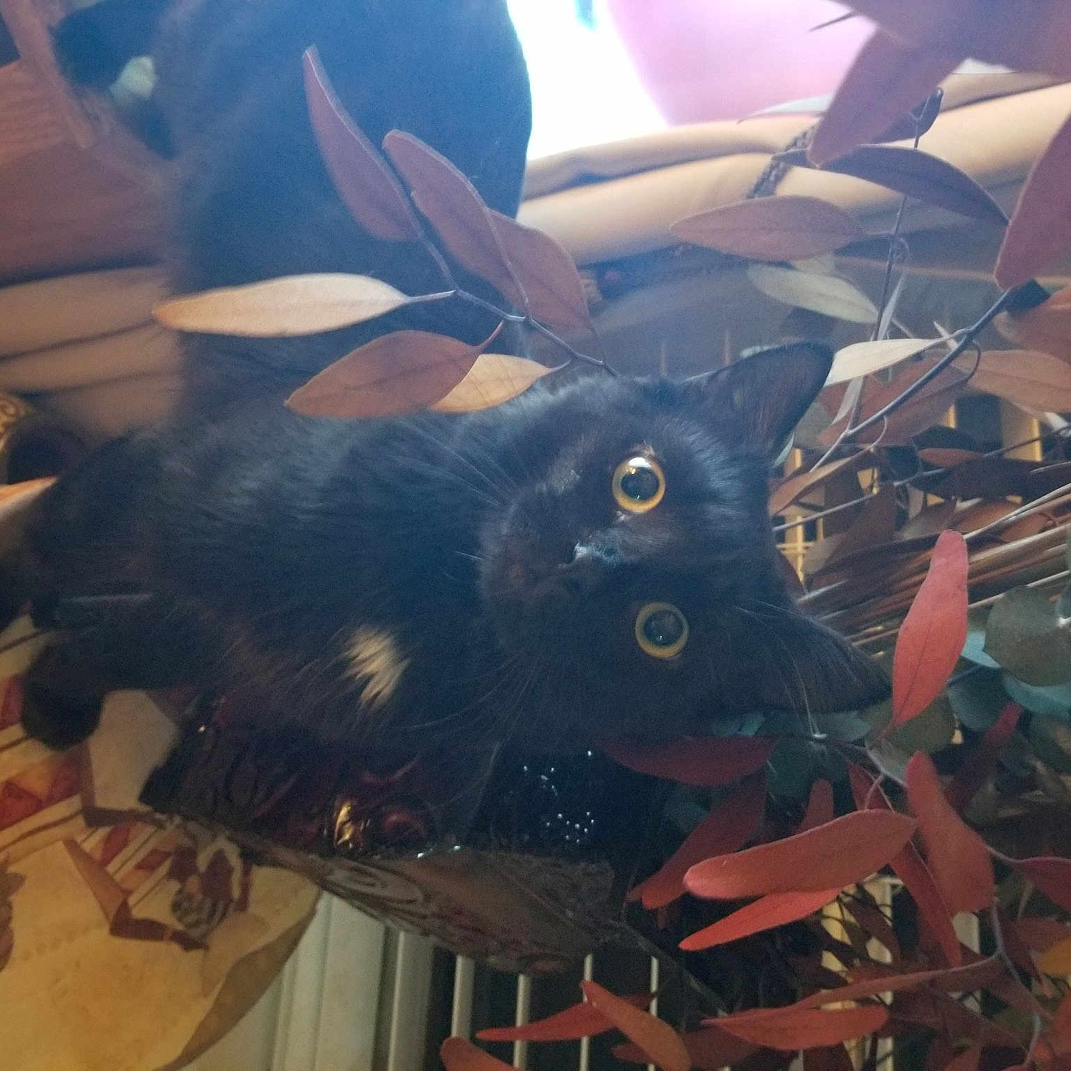 Bitsy is registered to the contest to win money with this photo: black_cat, canidae, carnivore, cat, chair, dog_breed, domestic_short_haired_cat, felidae, fur, metal, pattern, room, small_to_medium_sized_cats, tail, tree, visual_arts, whiskers