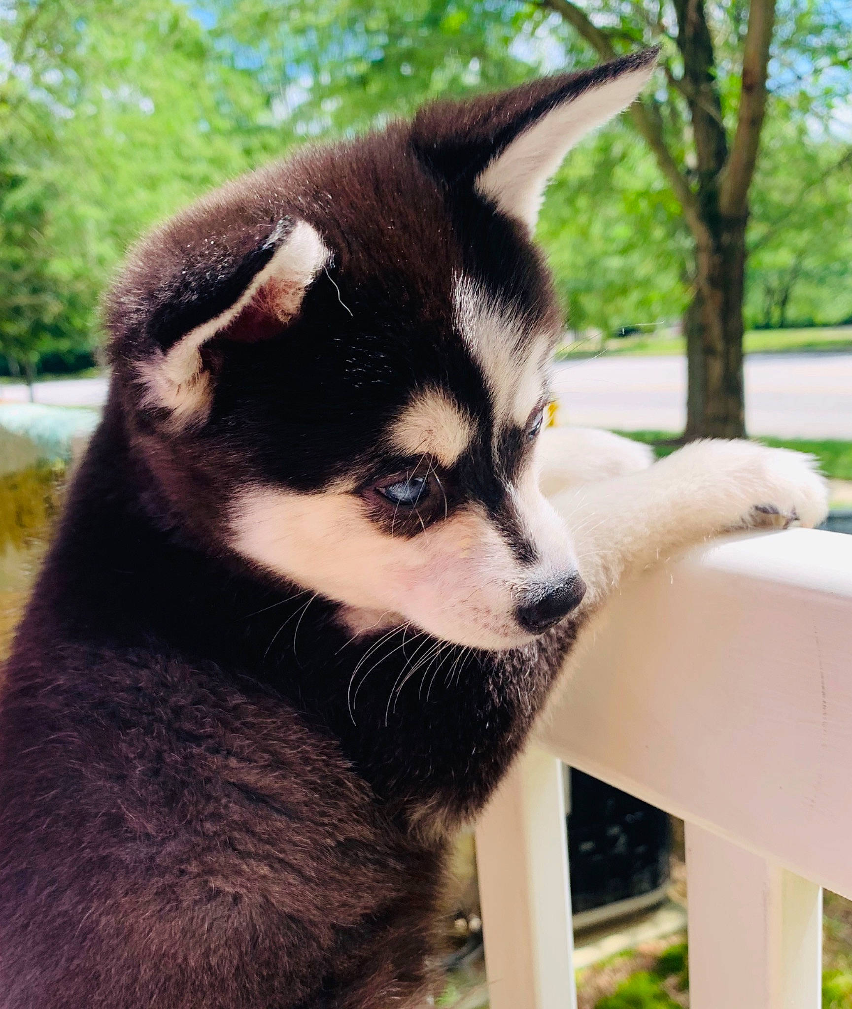 Loki joined the competition — help win amazing prizes! carnivore, fur, grass, natural_material, plant, snout, tail, terrestrial_animal, tree, wildlife