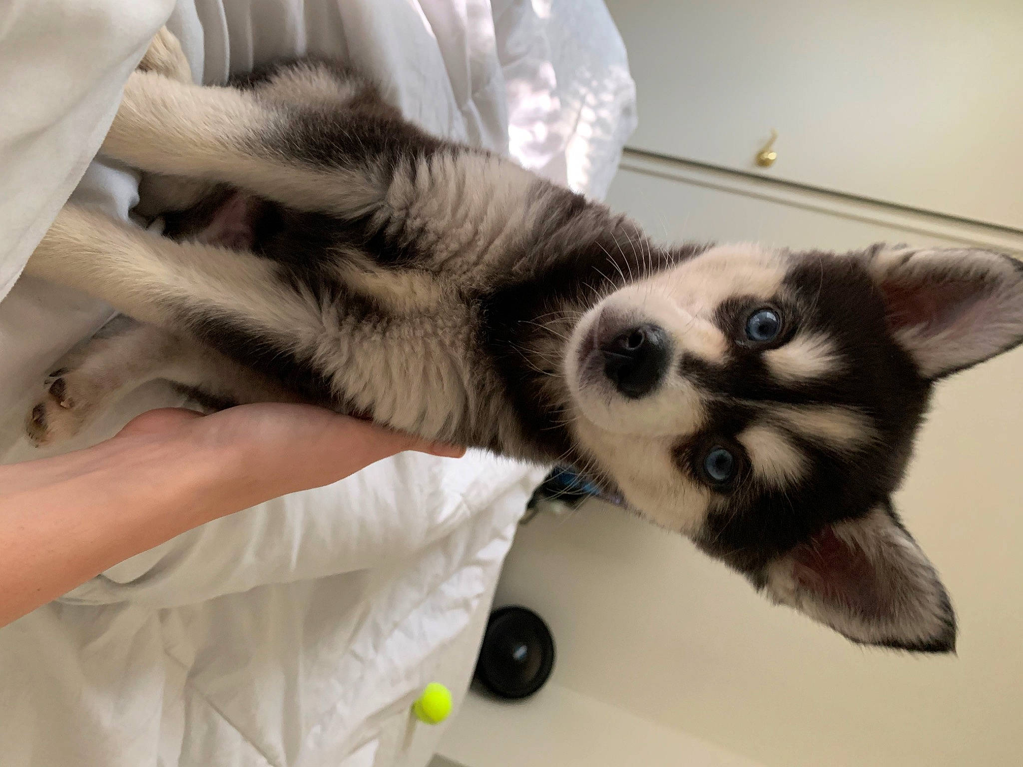 Loki joined the competition — help win amazing prizes! canidae, carnivore, cat, claw, comfort, companion_dog, domestic_short_haired_cat, eyelash, felidae, fur, linens, nail, nap, paw, small_to_medium_sized_cats, tail, terrestrial_animal, whiskers