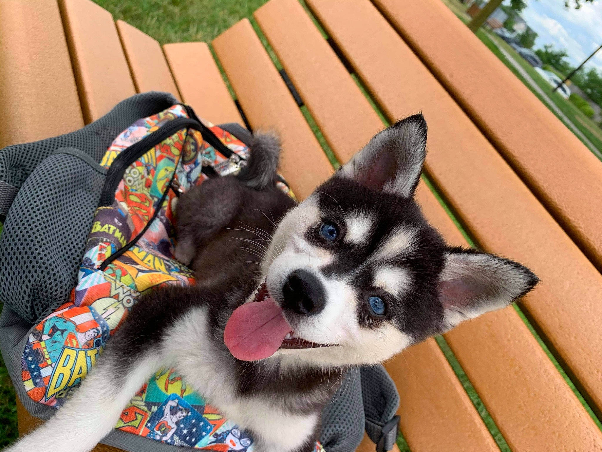 Loki is registered to the contest to win money with this photo: carnivore, companion_dog, dog, dog_breed, dog_supply, fashion_accessory, fawn, flooring, fur, grass, pattern, recreation, sled_dog, snout, sporting_group, terrestrial_animal, tree, whiskers, wood, working_animal