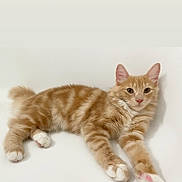 Callie is registered to the contest to win money with this photo: cat, orange_tabby, pet, animal, white_background, relaxed, lying_down, paw, fur, ears, whiskers, domestic_cat, lock_screen, time_display, digital_clock, phone_screen, indoor, cute, calm, portrait