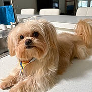 Teddy joined the competition — help win amazing prizes! bandana, brown_fur, countertop, cute, dog, eyes, faucet, fluffy, home_decor, indoor, kitchen, long_hair, looking_up, pet, portrait, puppy, sink, small_dog, tail, whiskers