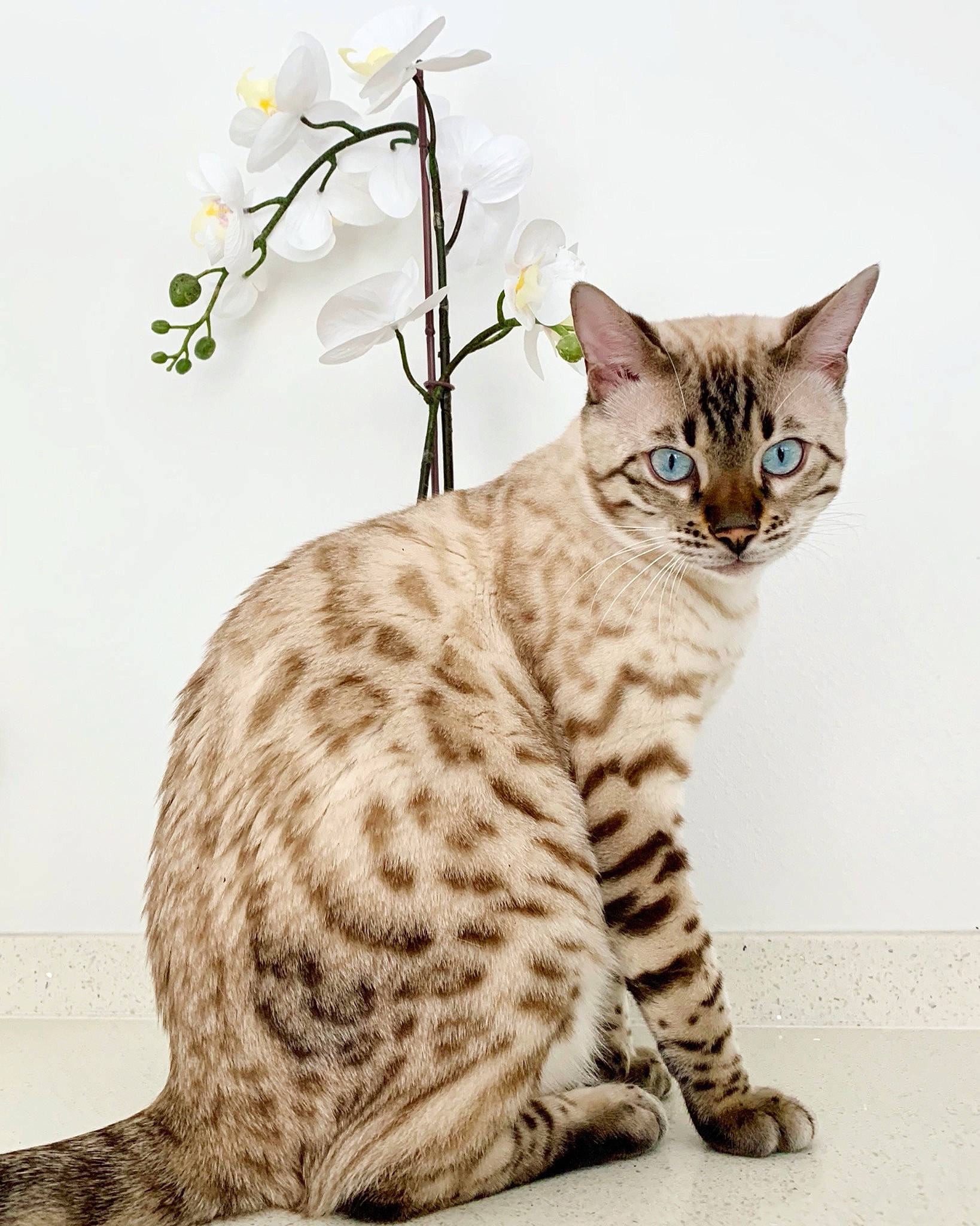 Rhaegar joined the competition — help win amazing prizes! beige, brown, carnivore, cat, domestic_short_haired_cat, fawn, felidae, fur, organism, paw, pedicel, small_to_medium_sized_cats, snout, tail, terrestrial_animal, toe, vertebrate, whiskers