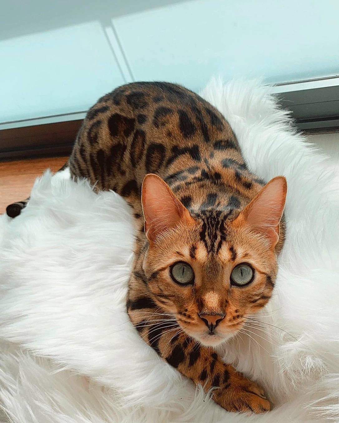 Hynix joined the competition — help win amazing prizes! carnivore, cat, domestic_short_haired_cat, fawn, felidae, fur, kitten, mammal, natural_material, organism, small_to_medium_sized_cats, snout, tabby_cat, tail, terrestrial_animal, vertebrate, whiskers