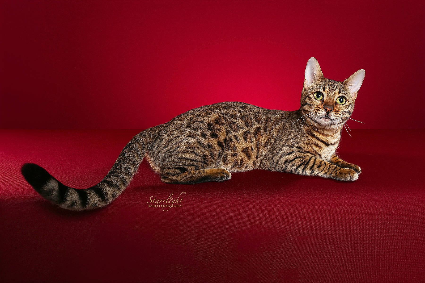 Pandora is registered to the contest to win money with this photo: balance, california_spangled, carnivore, cat, felidae, fur, ocicat, organism, paw, peach, savannah, small_to_medium_sized_cats, snout, tail, terrestrial_animal, vertebrate, whiskers