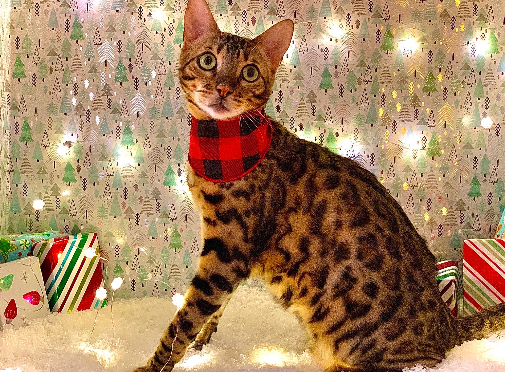 Kona is registered to the contest to win money with this photo: california_spangled, carnivore, cat, christmas, collar, domestic_short_haired_cat, felidae, fur, holiday, interior_design, organism, paw, savannah, small_to_medium_sized_cats, snout, tabby_cat, tail, terrestrial_animal, vertebrate, whiskers
