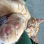 cat, orange_tabby, paw, sleeping, close_up, cozy, feline, pet, domestic_cat, fur, whiskers, relaxing, indoors, blanket, carpet, cute, resting, animal, soft, nap