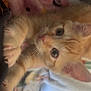 kitten, orange_tabby, cat, pet, cute, whiskers, claws, blanket, indoor, cozy, fur, animal, young, curious, soft, close_up, playful, paw, sleeping_area, domestic