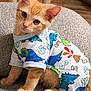 kitten, cat, orange_cat, clothing, onesie, dinosaur_pattern, cute, pet, indoor, curious, sitting, young, animal, feline, cozy, texture, gray, closeup, portrait, soft