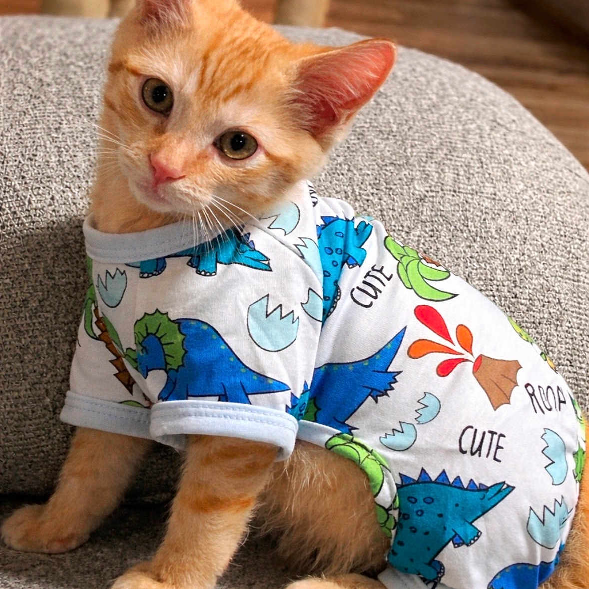 Chopper is registered to the contest to win money with this photo: kitten, cat, orange_cat, clothing, onesie, dinosaur_pattern, cute, pet, indoor, curious, sitting, young, animal, feline, cozy, texture, gray, closeup, portrait, soft