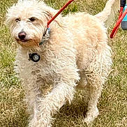 Scruffy joined the competition — help win amazing prizes! dog, curly_fur, leash, grass, outdoor, pet, canine, walking, field, animal, fluffy, collar, red_leash, paw, nature, daylight, mammal, fur, pet_accessory, human_hand