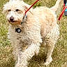 dog, curly_fur, leash, grass, outdoor, pet, canine, walking, field, animal, fluffy, collar, red_leash, paw, nature, daylight, mammal, fur, pet_accessory, human_hand