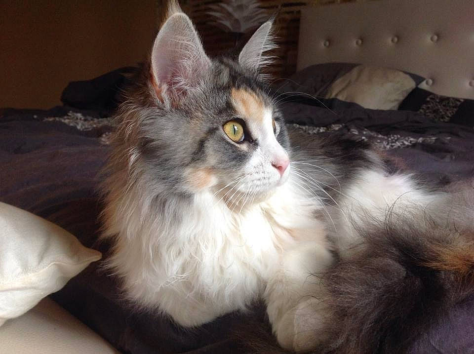 Joconde a rejoint le concours — aidez-le/la à gagner de superbes lots ! box, carnivore, cat, claw, comfort, couch, felidae, fur, maine_coon, paw, sleeper_chair, small_to_medium_sized_cats, snout, tail, whiskers