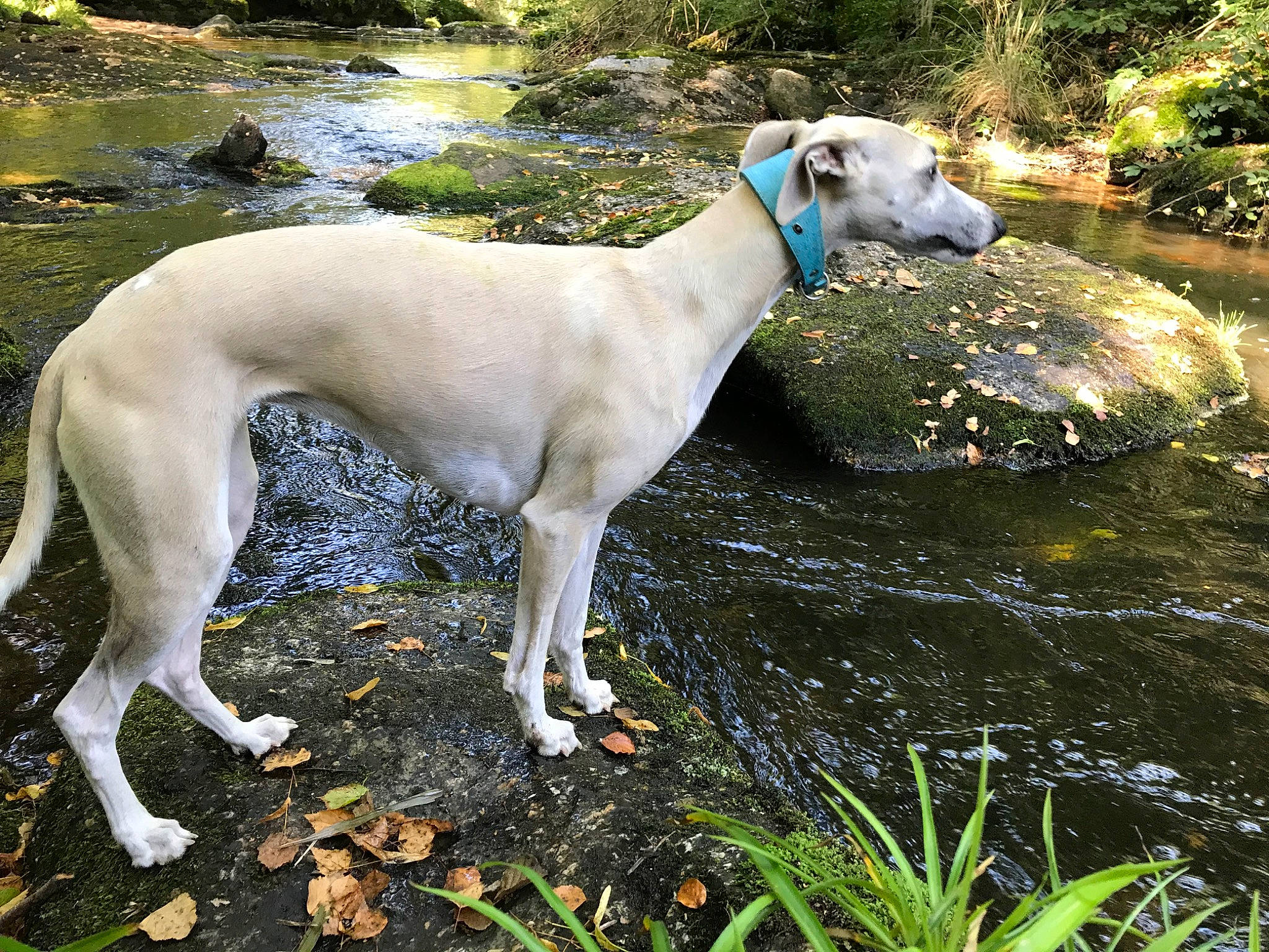 Peony participe au concours pour gagner de l'argent avec cette photo : carnivore, collar, companion_dog, dog, dog_breed, dog_collar, fawn, grass, gun_dog, magyar_agar, mudhol_hound, plant, pointing_breed, polish_greyhound, rampur_greyhound, sighthound, tail, terrestrial_animal, water, working_animal
