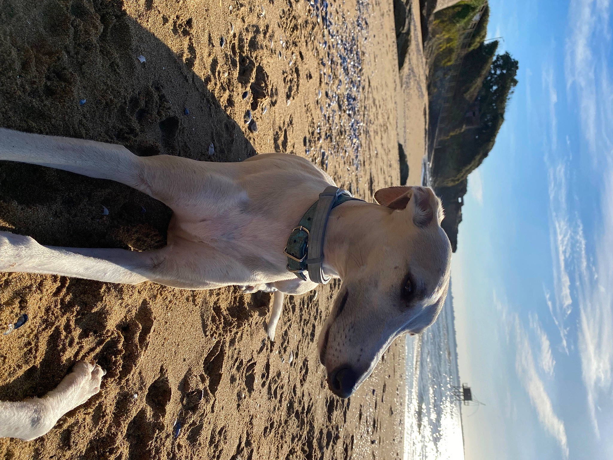Peony a rejoint le concours — aidez-le/la à gagner de superbes lots ! canidae, carnivore, cloud, dog, dog_breed, dog_collar, fawn, freezing, fun, human_leg, landscape, rock, sand, shadow, sky, soil, sporting_group, wave, winter, wood