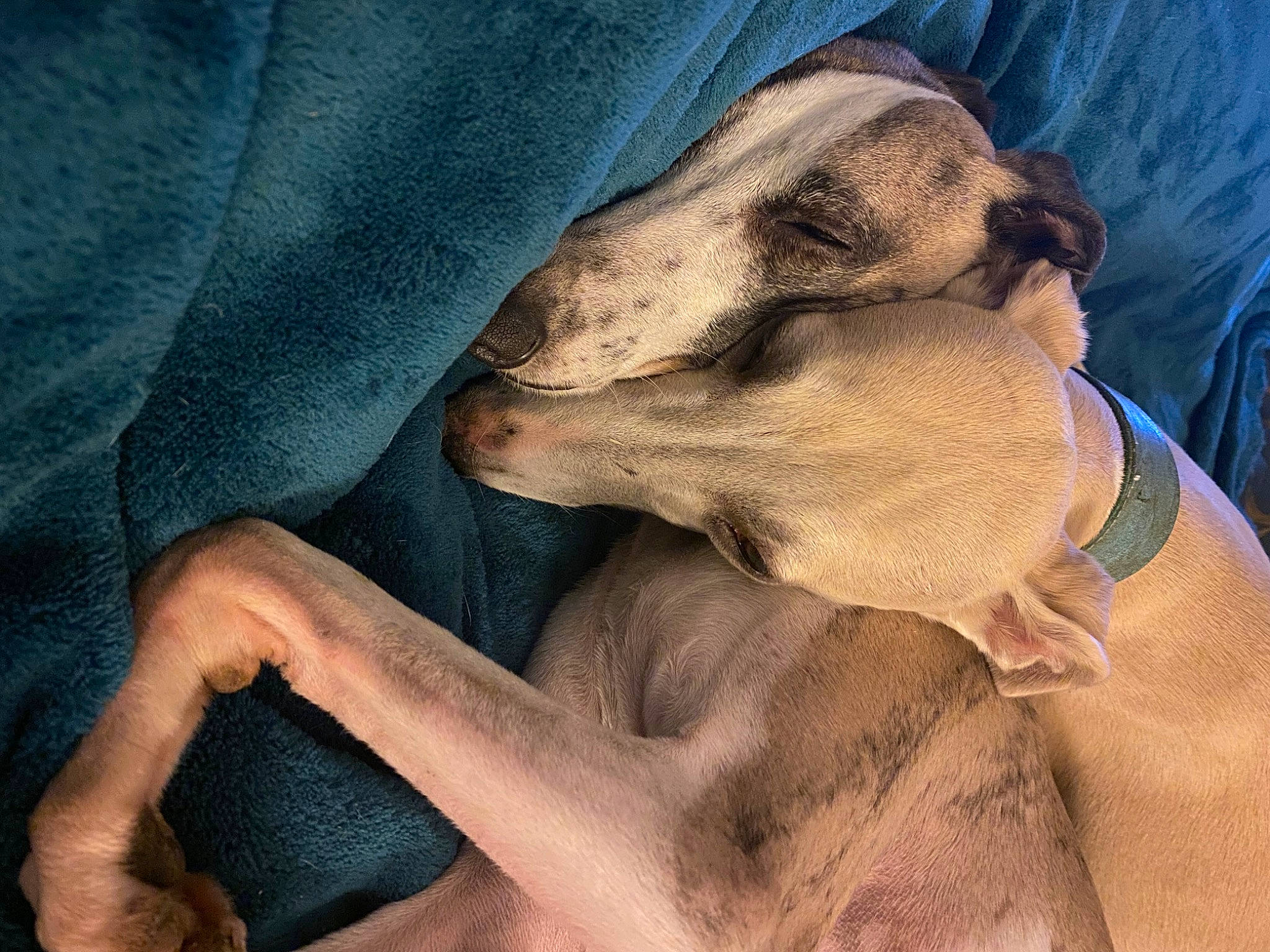 Peony participe au concours pour gagner de l'argent avec cette photo : canidae, carnivore, comfort, companion_dog, dog, dog_breed, dress, fawn, felidae, finger, gesture, human_leg, jaw, paw, snout, sporting_group, terrestrial_animal, whiskers, working_animal, wrinkle