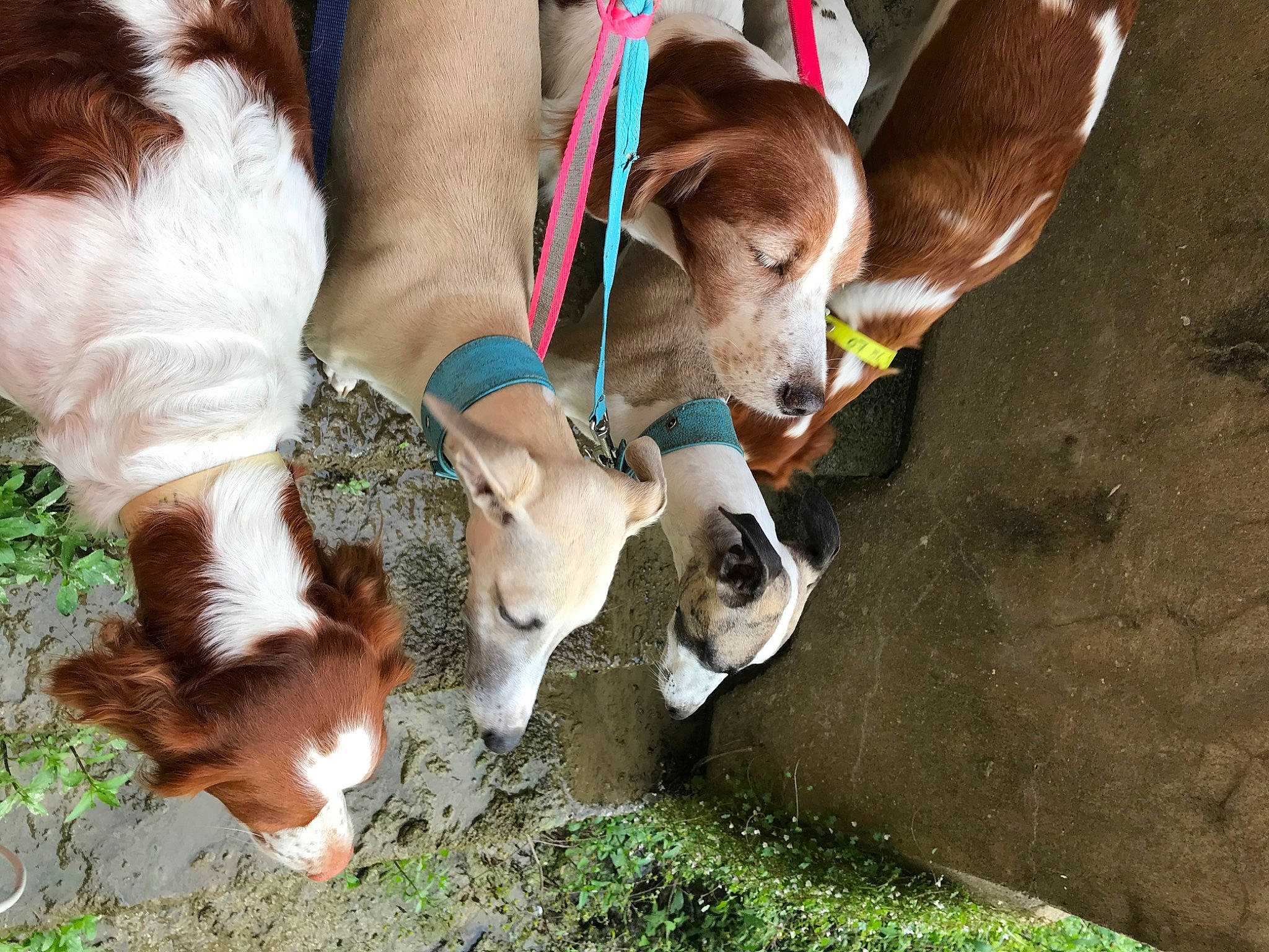 Peony participe au concours pour gagner de l'argent avec cette photo : carnivore, collar, companion_dog, dog_breed, fawn, fur, goat, grass, human_leg, leash, mammal, pack_animal, plant, snout, sporting_group, tail, thigh, vertebrate, whiskers, working_animal