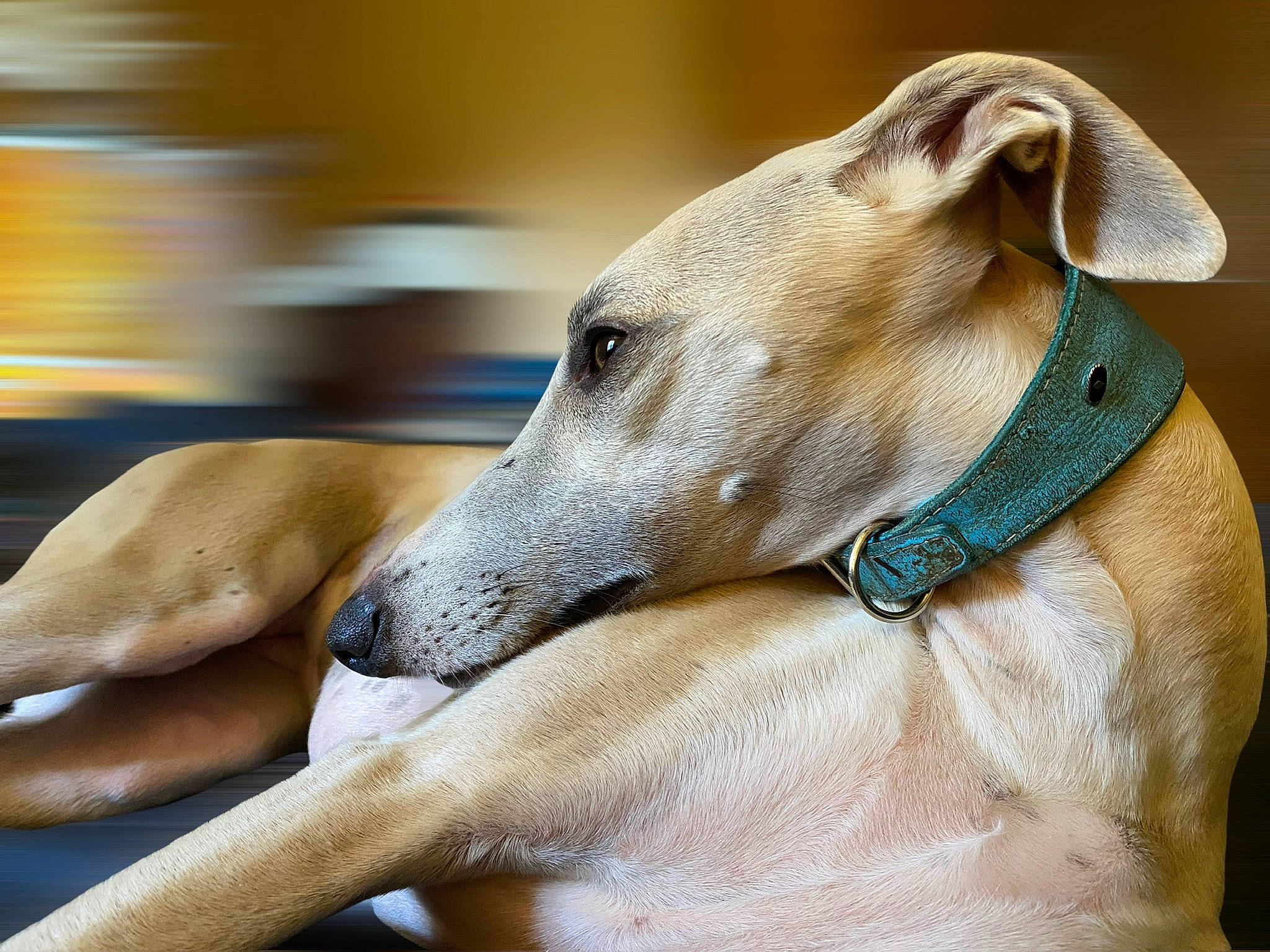 Peony a rejoint le concours — aidez-le/la à gagner de superbes lots ! canidae, carnivore, companion_dog, dog, dog_breed, fawn, magyar_agar, metal, non_sporting_group, rampur_greyhound, sighthound, sporting_group, terrestrial_animal, wood, working_animal