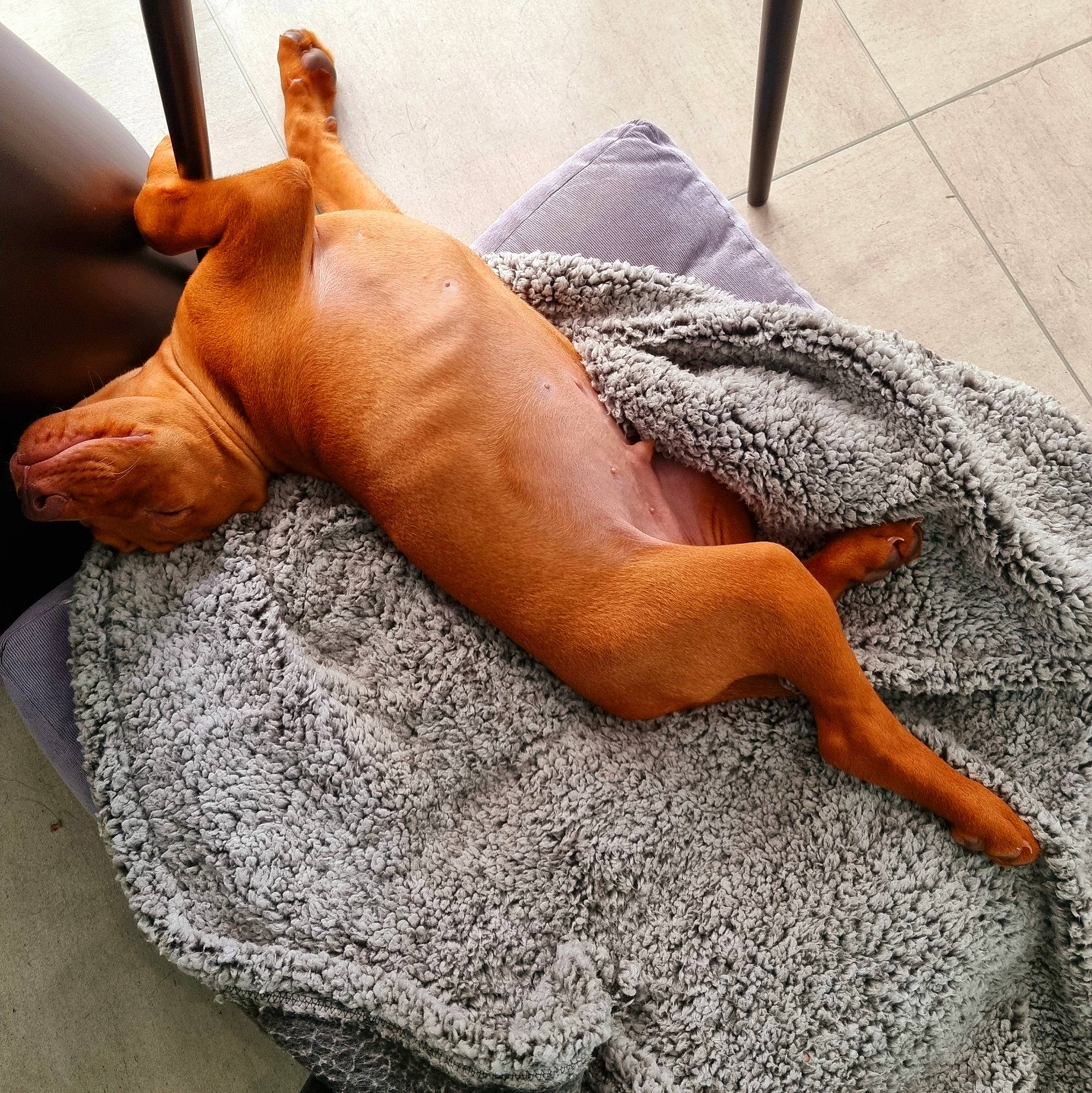 Tux is registered to the contest to win money with this photo: abdomen, art, barechested, barefoot, chest, comfort, fawn, flooring, foot, human_leg, knee, leg, linens, nail, tail, thigh, toe, trunk, wood, wrist