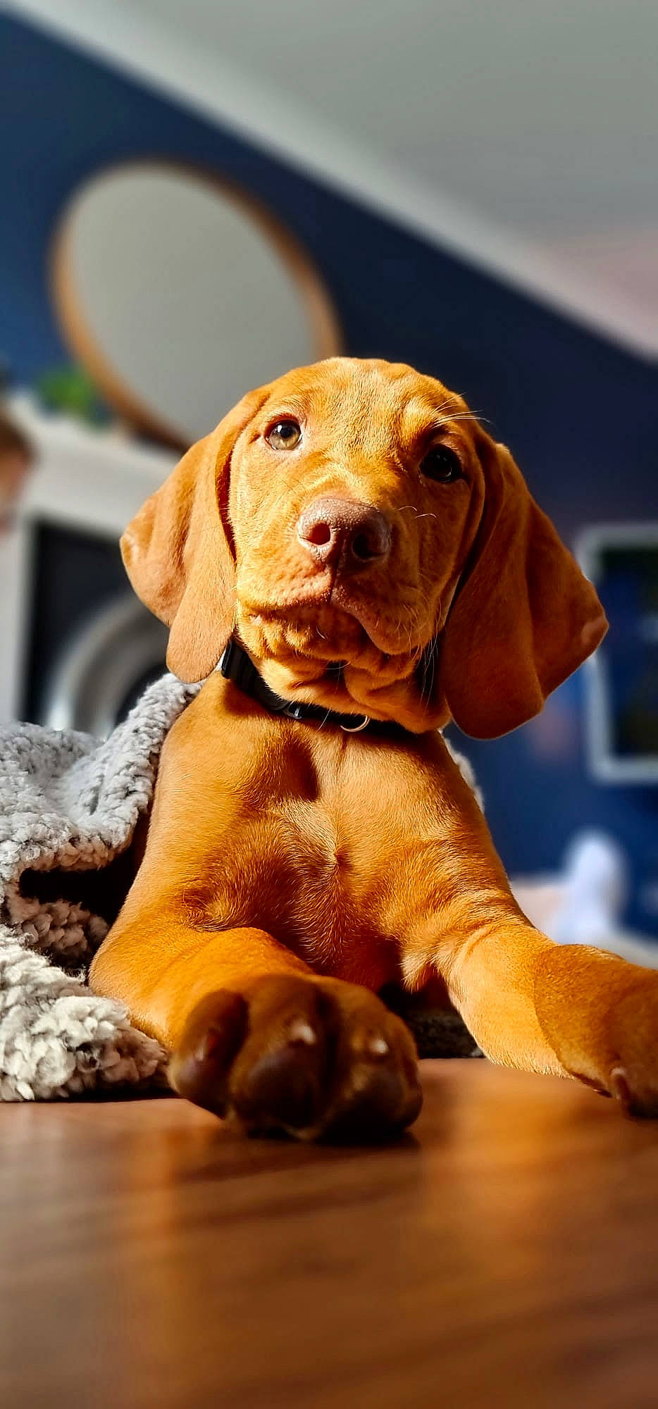 Tux joined the competition — help win amazing prizes! canidae, carnivore, collar, companion_dog, dog, dog_breed, dog_collar, dog_supply, ear, fawn, gun_dog, hunting_dog, liver, pet_supply, snout, sporting_group, terrestrial_animal, webbing, wood, working_animal