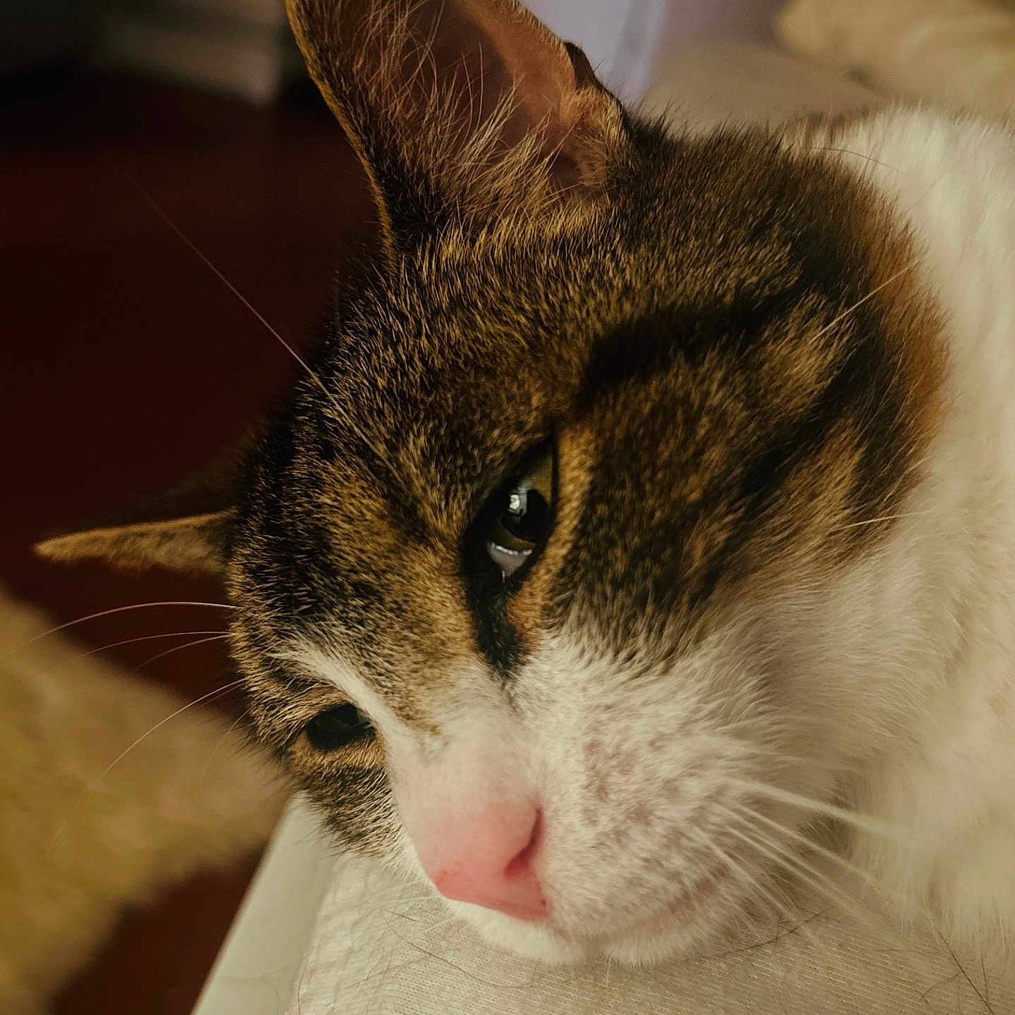 Gatinho a rejoint le concours — aidez-le/la à gagner de superbes lots ! animal, calm, cat, close_up, cozy, cute, domestic, face, fur, head, indoor, mammal, nose, pet, relaxed, resting, sleepy, soft_surface, tabby, whiskers