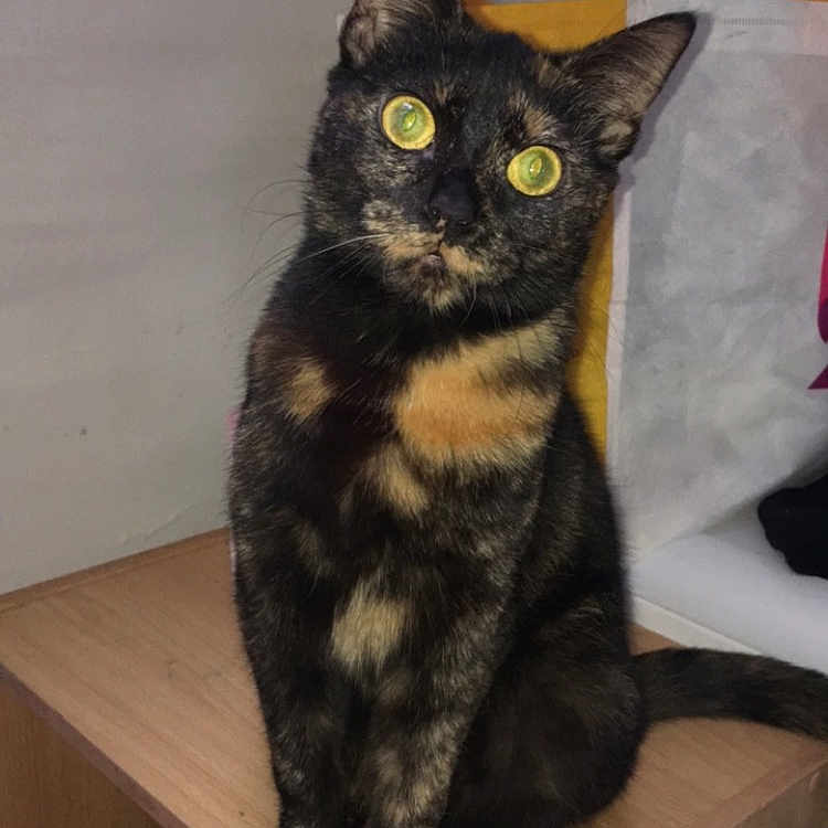 Winnie a rejoint le concours — aidez-le/la à gagner de superbes lots ! abyssinian, animal, blackcat, box, brasssection, cat, desk, drawer, furniture, hardwood, horn, indoors, kitten, manx, musicalinstrument, pet, plywood, shelf, table, wood
