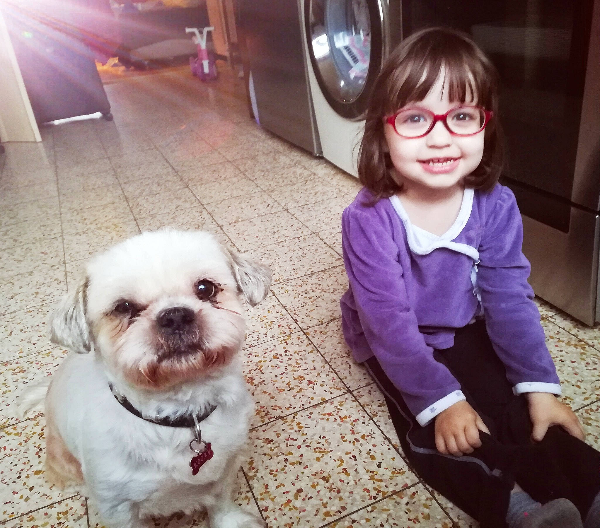 Kooky participe au concours pour gagner de l'argent avec cette photo : carnivoran, companion_dog, dog, dog_breed, dog_breed_group, dog_like_mammal, glasses, joy, person, puppy, puppy_love, shih_tzu, snout, vertebrate, vision_care