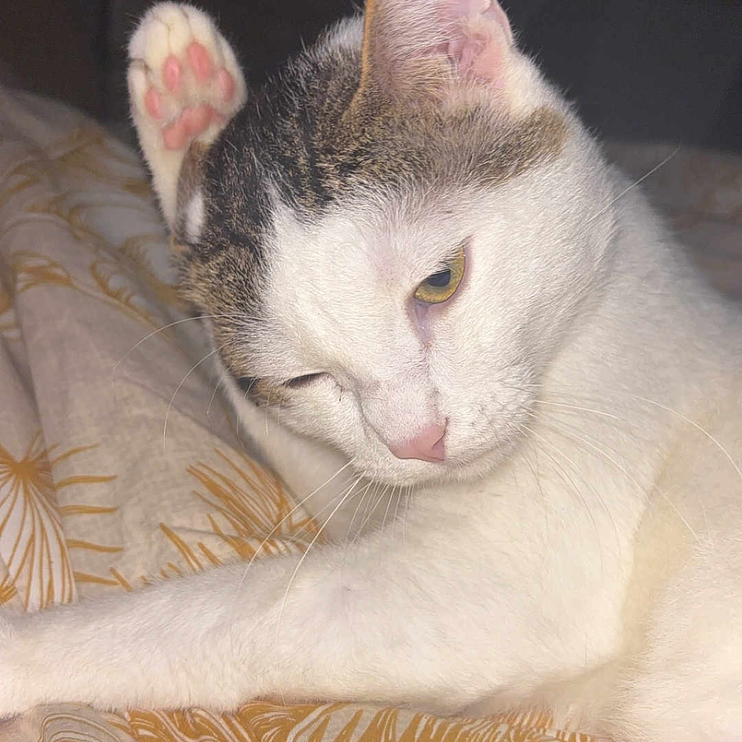 Kahlil a rejoint le concours — aidez-le/la à gagner de superbes lots ! abyssinian, angora, animal, bed, bedroom, blanket, cat, couch, furniture, homedecor, indoors, kitten, linen, manx, person, pet, quilt, room, siamese, sleeping