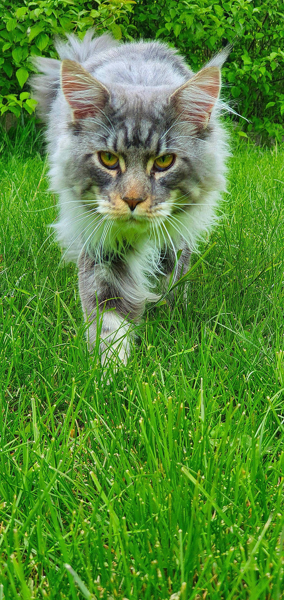 Soho De L'Ecrin De Ninon a rejoint le concours — aidez-le/la à gagner de superbes lots ! carnivore, cat, domestic_short_haired_cat, felidae, fur, grass, grass_family, grassland, green, groundcover, herb, lawn, meadow, plant, small_to_medium_sized_cats, snout, tail, terrestrial_animal, whiskers, wildlife