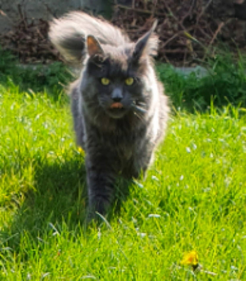 Sia Des C-gneurs D'Etang