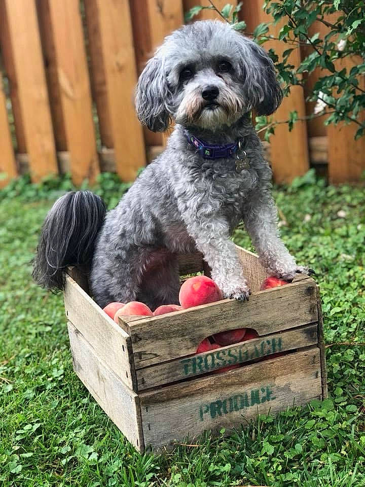 Sadie joined the competition — help win amazing prizes! art, canidae, carnivore, companion_dog, dog, dog_breed, fence, garden, grass, groundcover, non_sporting_group, plant, puppy, small_terrier, sporting_group, terrier, toy_dog, water_dog, working_animal, yard