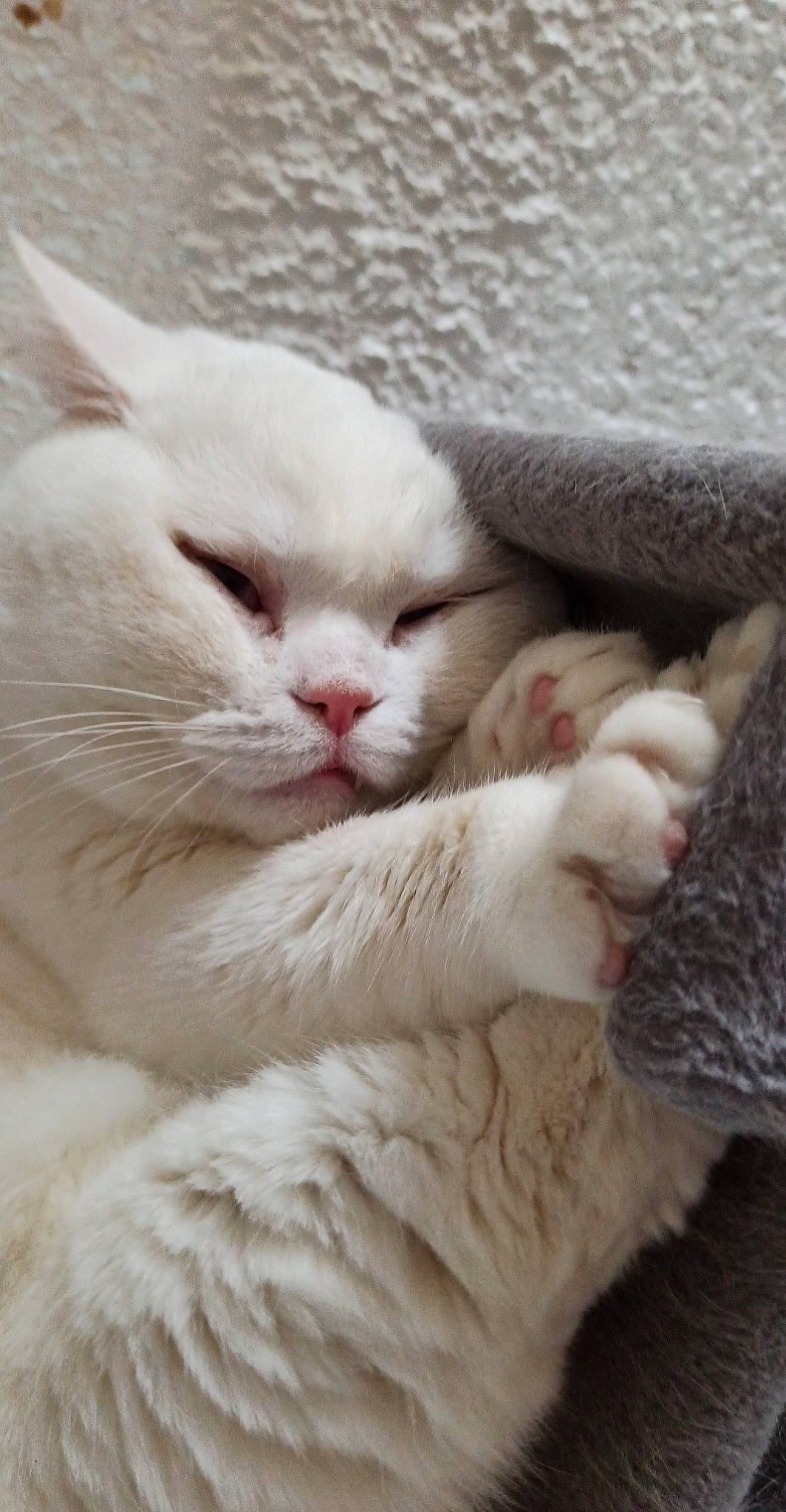 Oz participe au concours pour gagner de l'argent avec cette photo : carnivore, cat, claw, close_up, comfort, domestic_short_haired_cat, fawn, felidae, foot, fur, nap, paw, sleep, small_to_medium_sized_cats, snout, tail, terrestrial_animal, whiskers