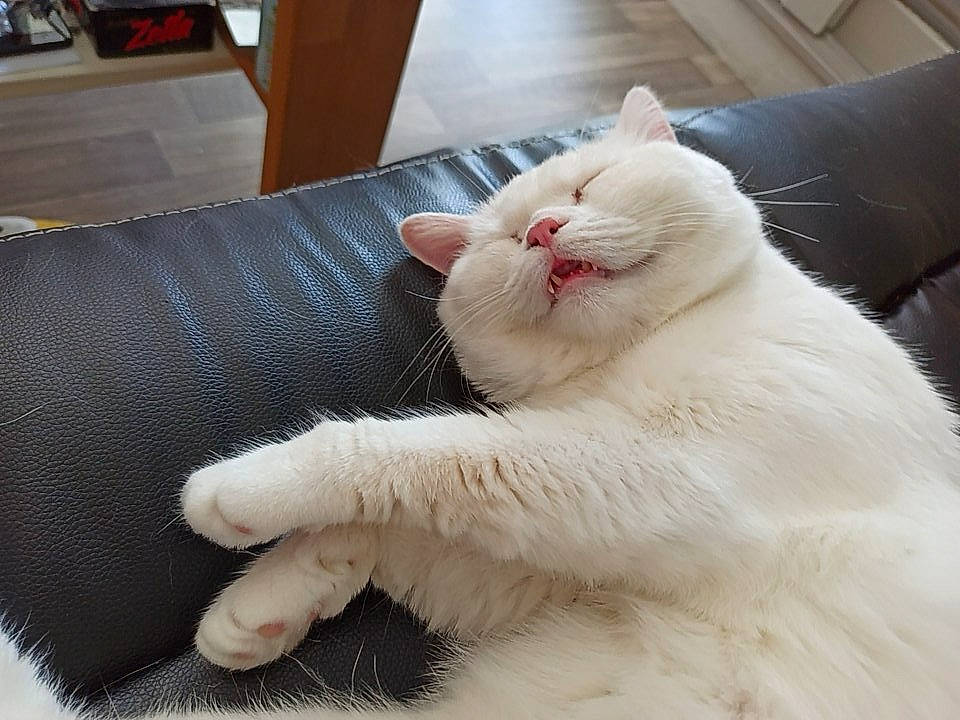 Oz a rejoint le concours — aidez-le/la à gagner de superbes lots ! carnivore, cat, claw, comfort, couch, domestic_short_haired_cat, fang, felidae, foot, fur, nap, paw, sleep, small_to_medium_sized_cats, snout, tail, whiskers