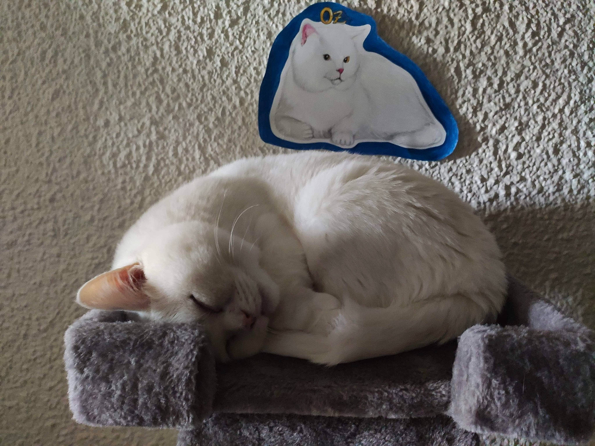 Oz participe au concours pour gagner de l'argent avec cette photo : canidae, carnivore, cat, claw, comfort, companion_dog, dog_breed, domestic_short_haired_cat, fang, fawn, felidae, foot, fur, grey, linens, paw, small_to_medium_sized_cats, tail, terrestrial_animal, whiskers