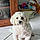 Maxie