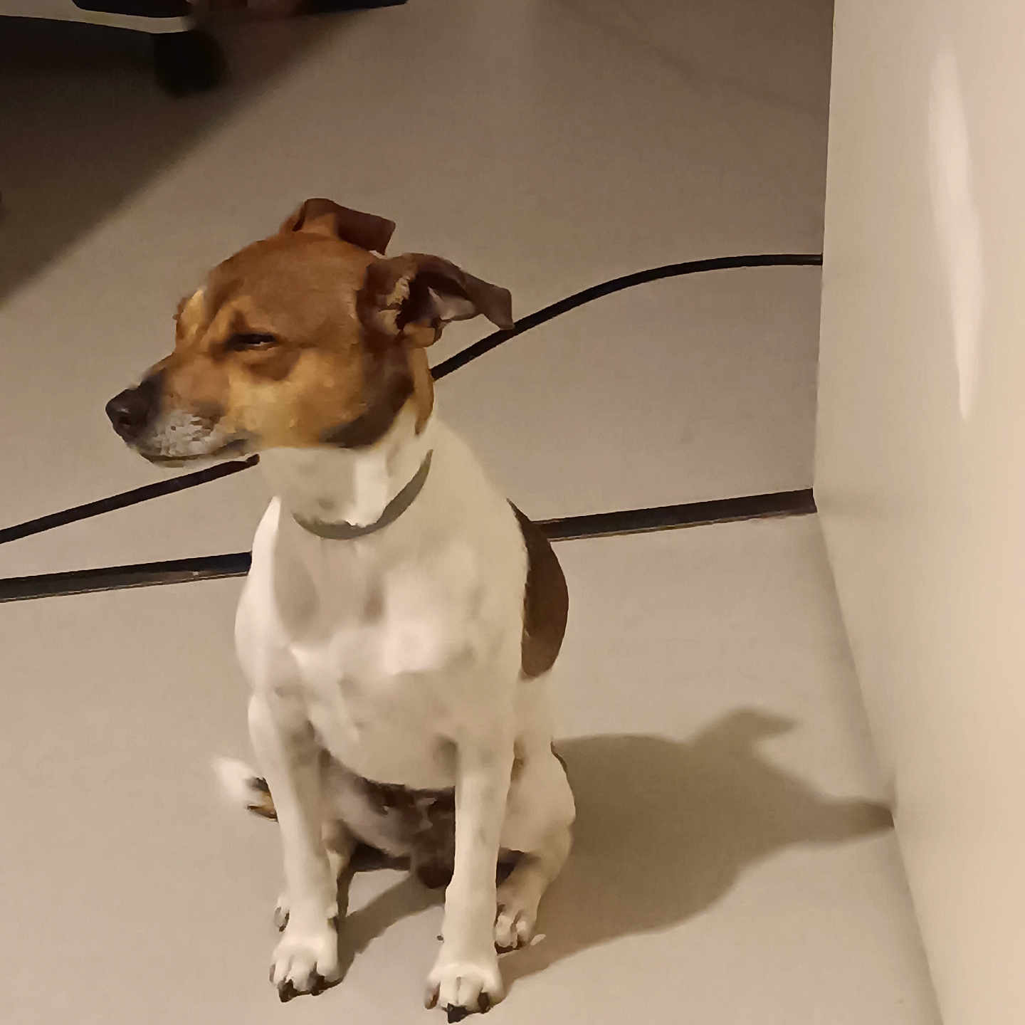 Kora
