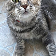 Isis participe au concours pour gagner de l'argent avec cette photo : cat, tabby, green_eyes, whiskers, collar, pet, feline, close_up, floor, tile, curious, domestic_animal, indoor, animal, mammal, fur, cute, looking_up, portrait, paw
