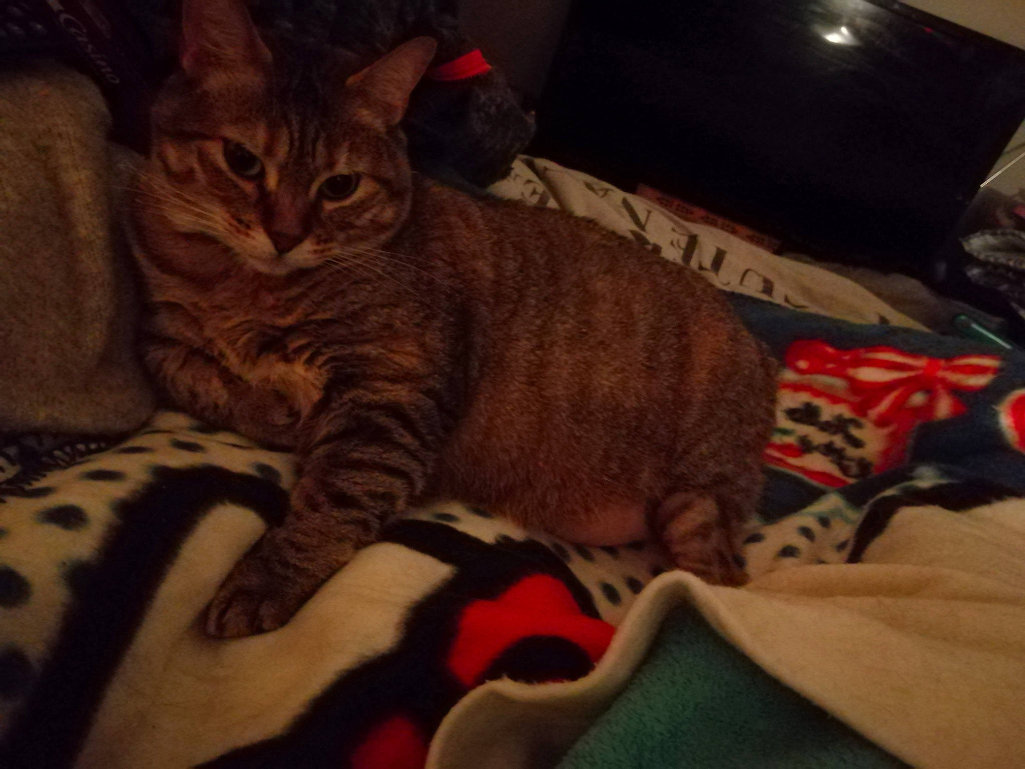 Kawaii participe au concours pour gagner de l'argent avec cette photo : bed, box, carnivore, cat, claw, cloud, comfort, couch, domestic_short_haired_cat, felidae, fur, laptop, linens, nap, paw, shipping_box, small_to_medium_sized_cats, tail, tree, whiskers