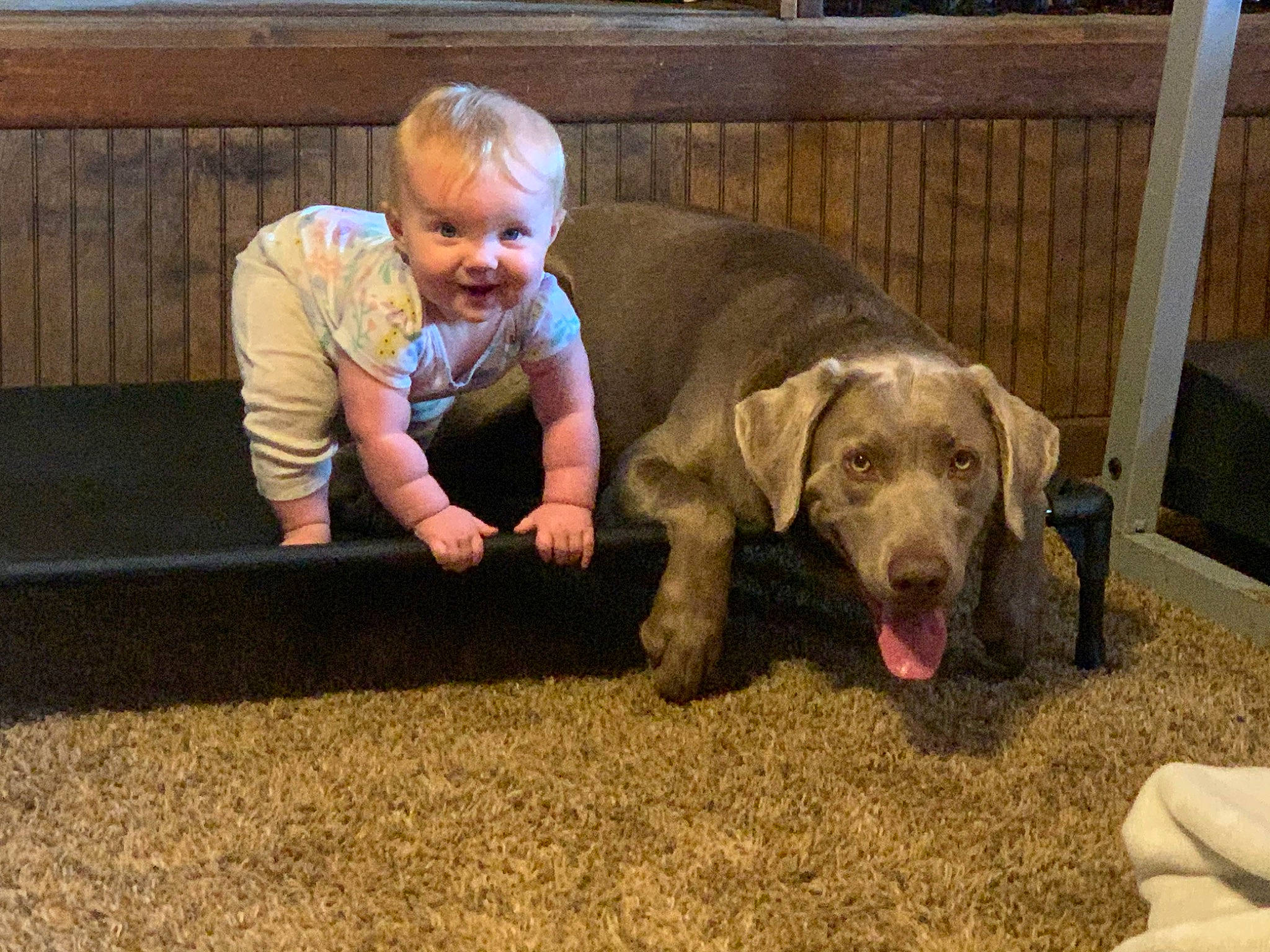 Sniper is registered to the contest to win money with this photo: baby, carnivore, child, companion_dog, dog, dog_breed, flooring, fun, fur, grass, leisure, recreation, retriever, sitting, smile, soil, sporting_group, toddler, wood, working_animal