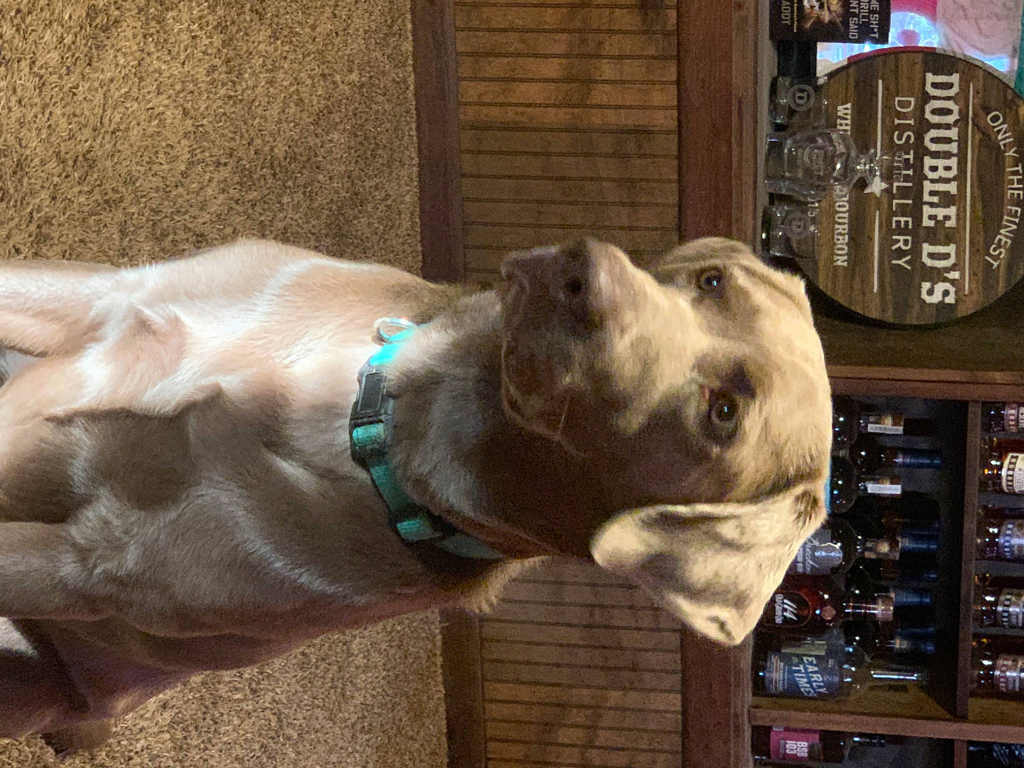 Sniper is registered to the contest to win money with this photo: building, canidae, carnivore, collar, companion_dog, dog, dog_breed, dog_collar, dog_supply, fawn, liver, mammal, neapolitan_mastiff, pet_supply, shelf, snout, sporting_group, vertebrate, working_animal, wrinkle