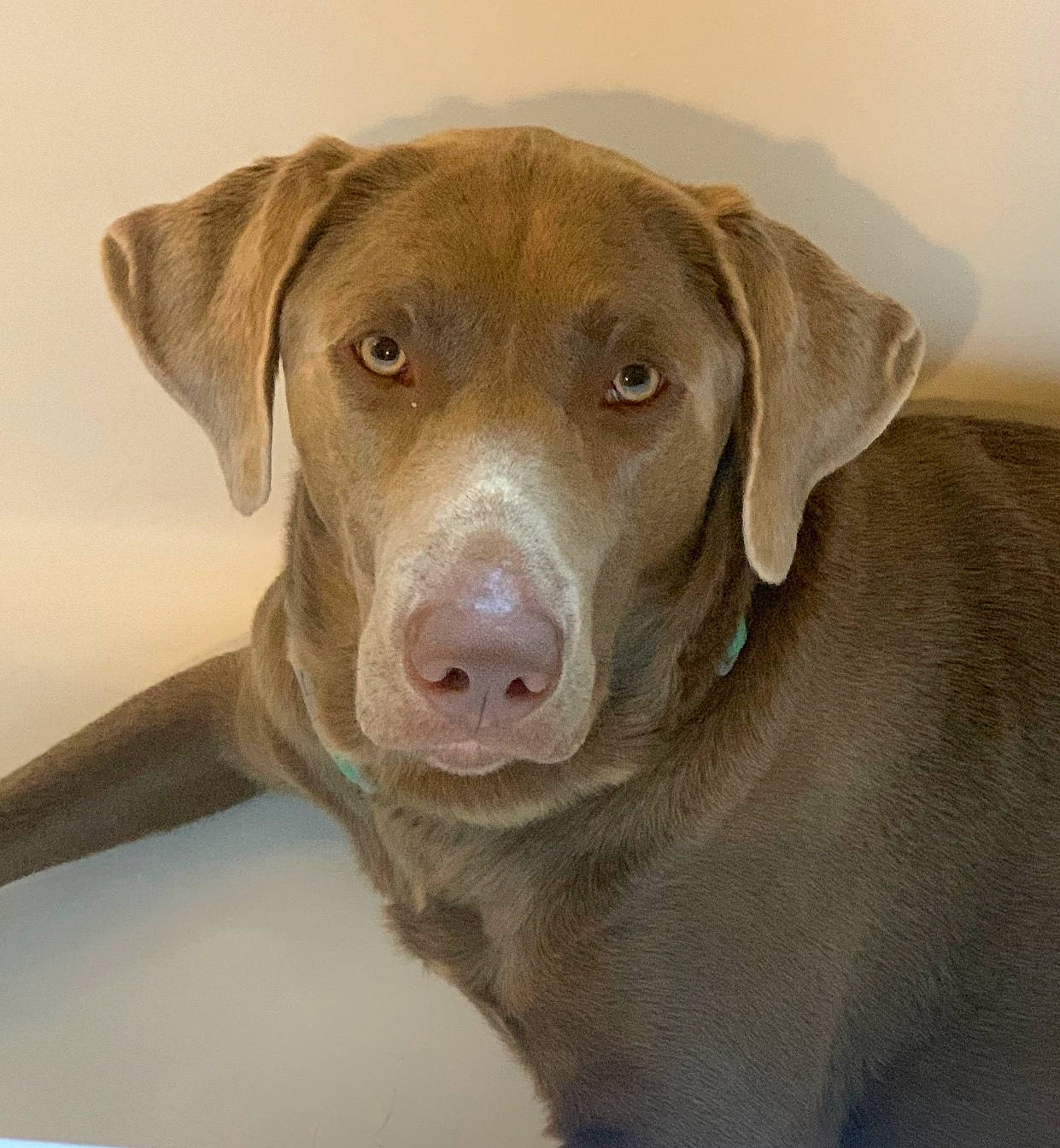 Sniper is registered to the contest to win money with this photo: borador, canidae, carnivore, collar, companion_dog, dog, dog_breed, dog_collar, fawn, fur, gun_dog, hat, hunting_dog, liver, pet_supply, snout, sporting_group, whiskers, wood, working_animal