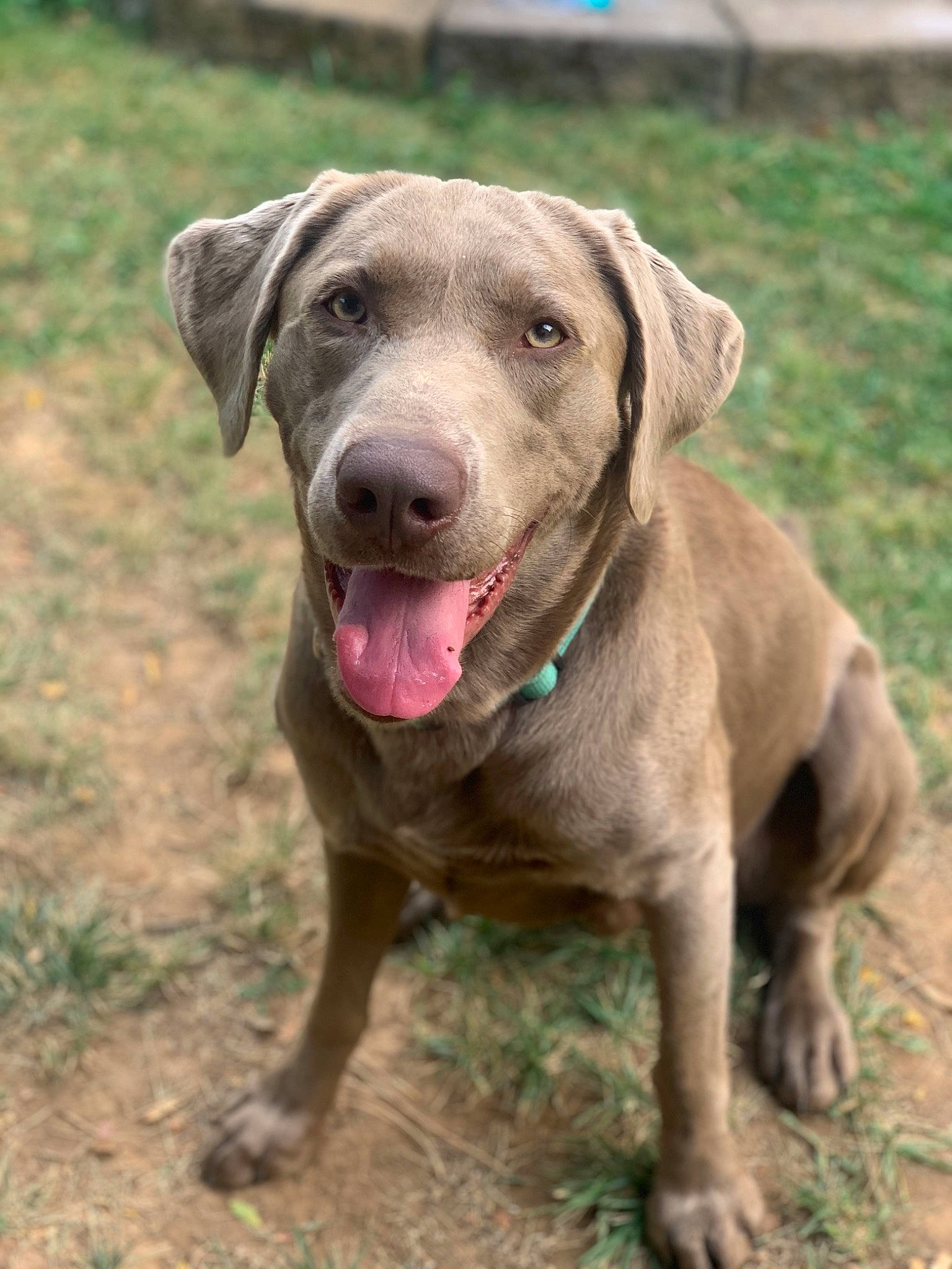 Sniper is registered to the contest to win money with this photo: canidae, carnivore, collar, companion_dog, corgi_chihuahua, dog, dog_breed, dog_collar, fawn, grass, gun_dog, hunting_dog, liver, snout, sporting_group, terrestrial_animal, whiskers, working_animal, working_dog